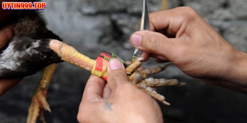 Các hình thức đá gà chọi thomo phổ biến