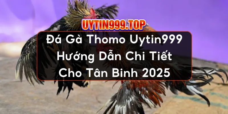 Đá Gà Thomo UYTIN999 Hướng Dẫn Chi Tiết Cho Tân Binh 2025