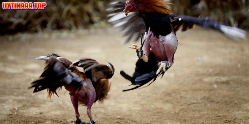 Đá gà trực tiếp C1 cực cuốn