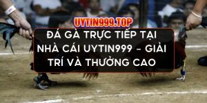 Đá Gà Trực Tiếp Tại Nhà Cái UYTIN999 - Giải Trí Và Thưởng Cao