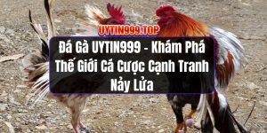 Đá Gà UYTIN999 | Thế Giới Cá Cược Cạnh Tranh Nảy Lửa