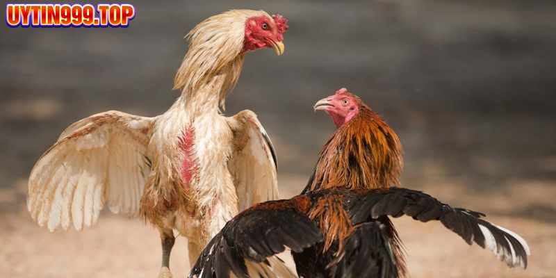 Đá gà UYTIN999 thu hút 3 triệu thành viên mỗi ngày