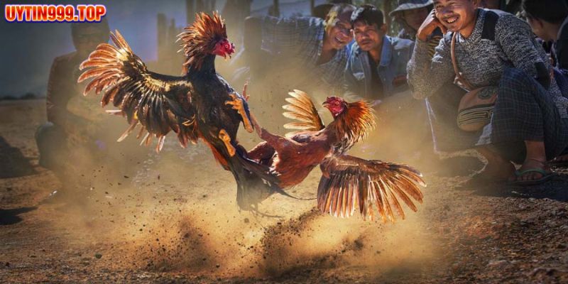 Giới thiệu sơ bộ về đá gà Thomo UYTIN999