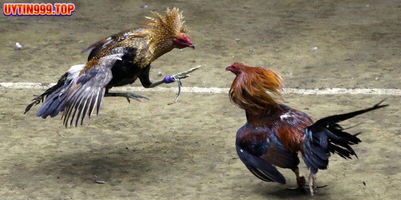 Tìm hiểu về luật chơi đá gà Thomo