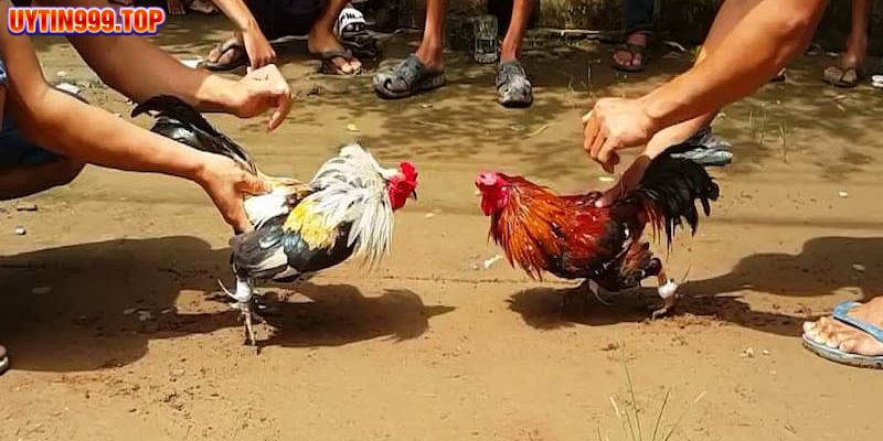 Tổng quan về đá gà trực tiếp tại UYTIN999